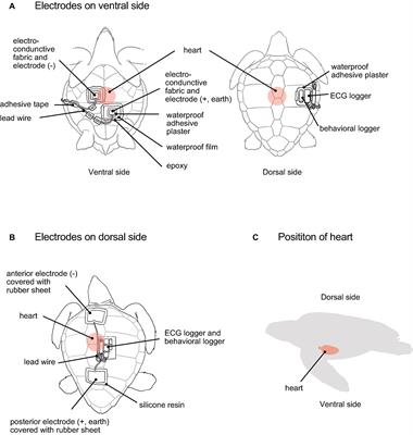 A Non-Invasive Heart Rate Measurement Method Is Improved by Placing the Electrodes on the Ventral Side Rather Than the Dorsal in Loggerhead Turtles